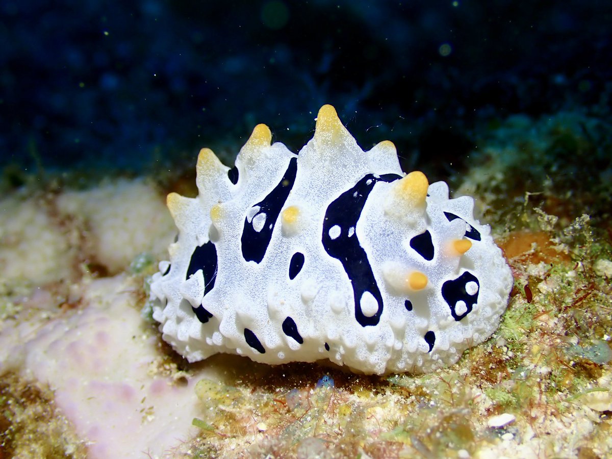 mareamiyakojima's tweet photo. 珍しい模様のウミウシを発見！！🤩

ババイボウミウシという名前で、僕も初めて出会えました♪😆✨

staff モロ

https://t.co/PXOxoCZ6Yp…
#ダイビングインストラクター目指そう
#就職率100パー
#君の見たことのない世界が待っている https://t.co/lu54p0nlrj