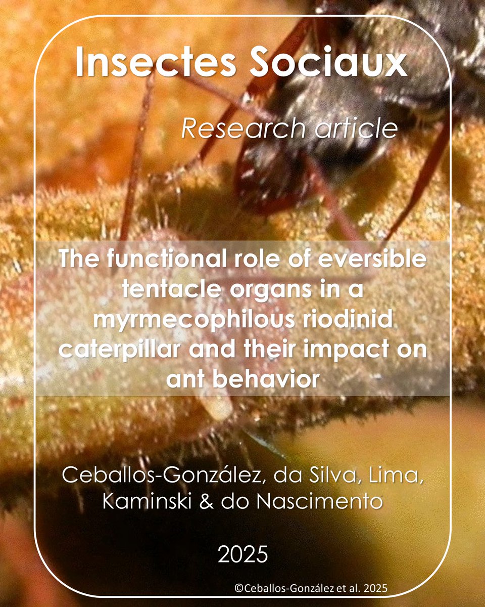 New research article!  📰

<a href="/Amainsects/">Amalia Ceballos-González</a> , <a href="/Mischocarvalhus/">Rafael Carvalho (him/his) 🧠🐝🌡️🐜🏳️‍🌈</a> , <a href="/LuanDiasLima/">Luan Dias Lima</a>  <a href="/LucasKaminski12/">Lucas_Kaminski</a> &amp;  <a href="/FABIOSANTOSDON2/">FABIO NASCIMENTO</a> revealed that S. calyce caterpillars use tentacle nectary organs to sustain ant attendance,
🔗 doi.org/10.1007/s00040…

#InsectesSociaux #Socialinsects #Myrmecophily