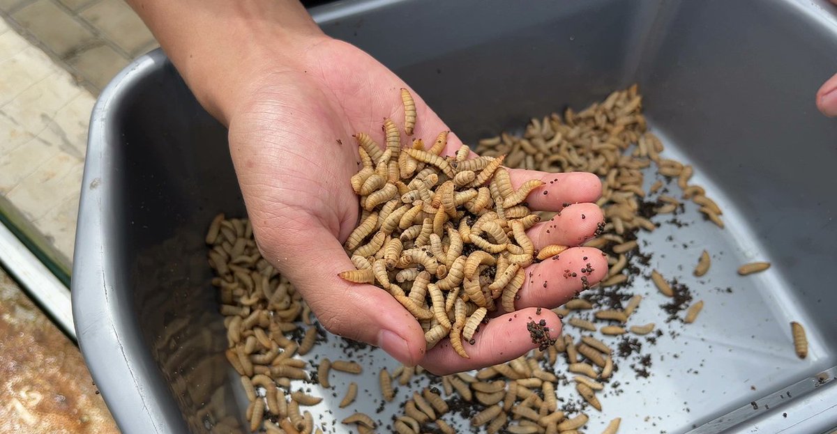 GreenSchoolsAll's tweet photo. #FoodBanks take on new role: managing #WastedFood. Could schools step up too to manage their own #FoodWaste? https://t.co/QJoHSFHAe4 #ZeroWaste #Composting #SoilBiodiversity #CarbonFarming #SchoolCafeteria https://t.co/QJoHSFHAe4 @Waste360 https://t.co/H7sBcNIzwu