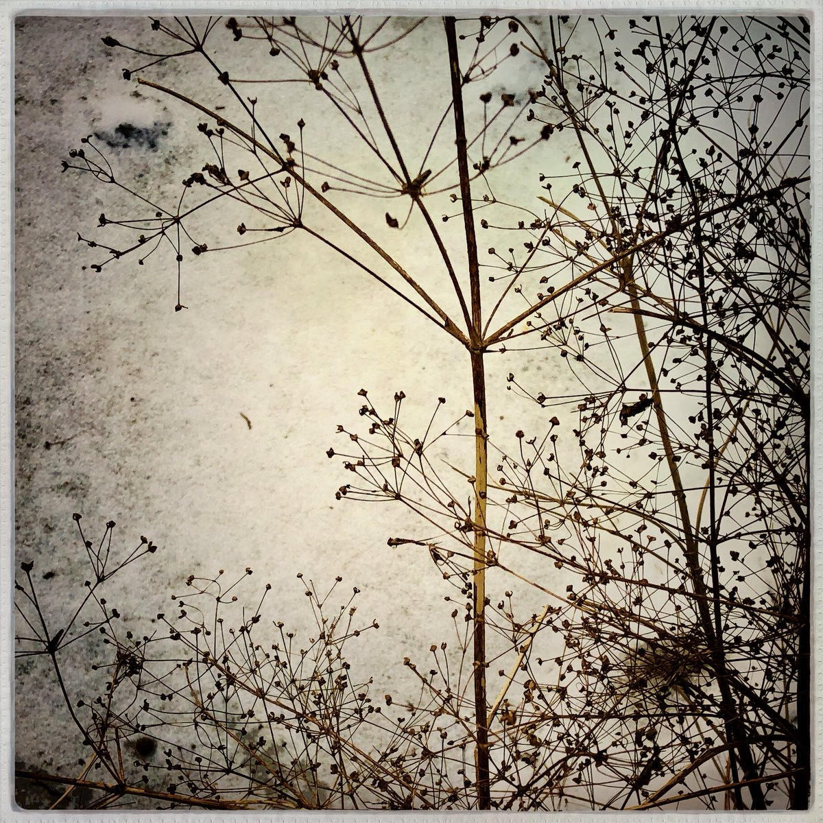 Anne (@annekinnunen1) on Twitter photo 