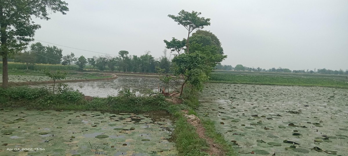 सरकार दरभंगा में मखाना बोर्ड की योजना बनाने के लिए किस आधार पर विचार कर रही है? जबकि वहां का जल स्तर बहुत नीचे है। मखाना गुड़िया की आपूर्ति भी सीमांचल से होती है। सीमांचल में सबसे अधिक उत्पादन होने के कारण मखाना बोर्ड को पूर्णिया में ही स्थापित किया जाना चाहिए।🙏