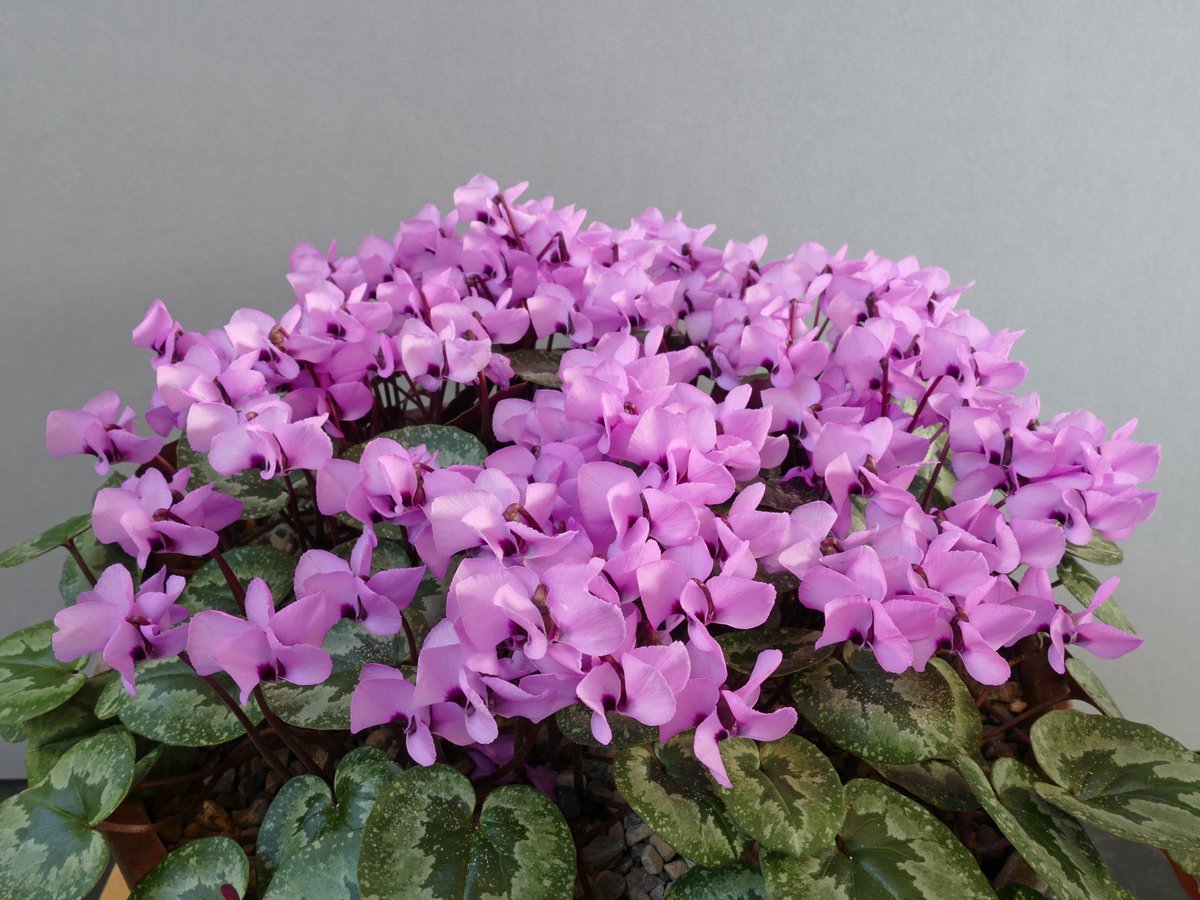 DonPeace's tweet photo. Ian Robertson wins the Farrer Medal (best in show) at the @alpinegardensoc Pershore show with Cyclamen alpinum.
See more Farrer/Forrest winning plants at: https://t.co/vERgi7A4tJ
and Farrer/Forrest winning growers at: https://t.co/DoDxSqAyRl https://t.co/gAZnfS3KBI