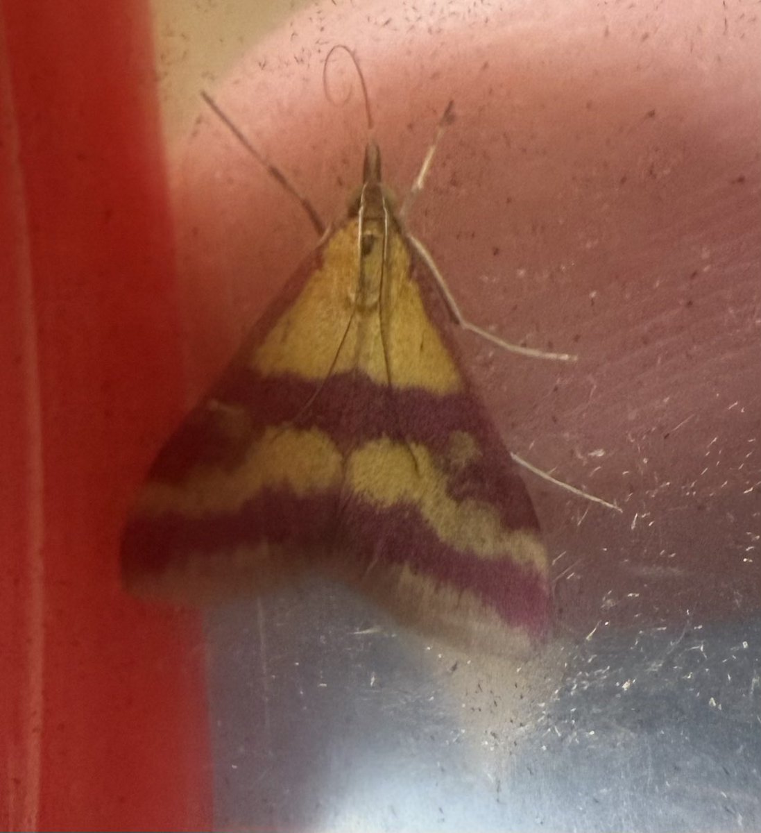 Mark Cutts (@slashercutts) on Twitter photo Striped Hawkmoth in today’s #Jewsgate mothtrap but UK moth-ers will be more interested in this Scarce Crimson and Gold (Pyrausta sanguinallis) #moths #Gibraltar <a href="/gonhsgib/">GONHS Gibraltar</a> Striped Hawkmoth in today’s #Jewsgate mothtrap but UK moth-ers will be more interested in this Scarce Crimson and Gold (Pyrausta sanguinallis) #moths #Gibraltar <a href="/gonhsgib/">GONHS Gibraltar</a>
