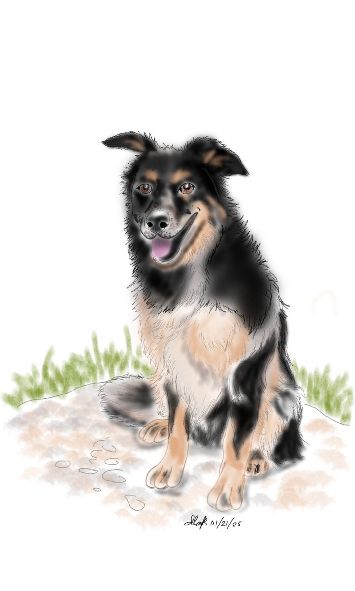 bouncebckbelle's tweet photo. Meet Skye, a floofily majestic Border Collie x Huntaway. 🤎

Pleased to be commissioned again for 1 of the fundraising raffles of Simply For Rescues, a UK-based rescue group, &amp; Skye is the pet of the winner.  
Prints of her digital drawings are now in Wales! 

#MarjDrawsDogs https://t.co/LmsQiAZFwz