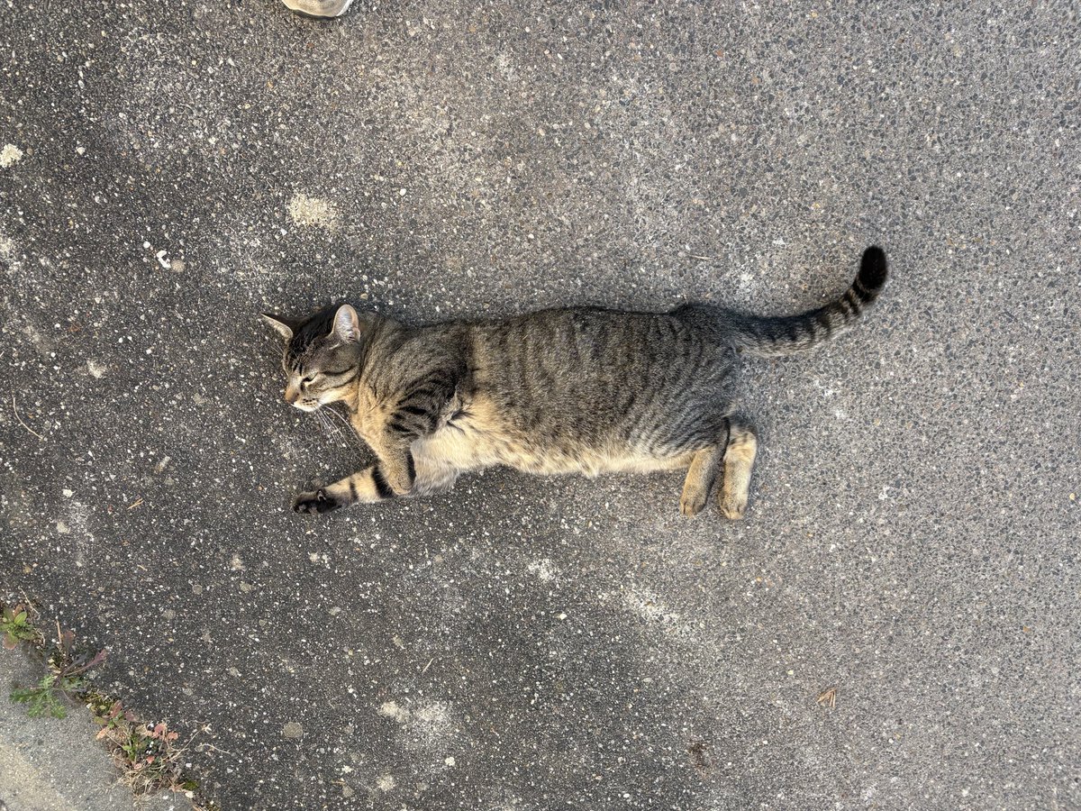 arctiquehare's tweet photo. Oh to be a cat and sleep in the middle of nowhere https://t.co/mtUezbWjko