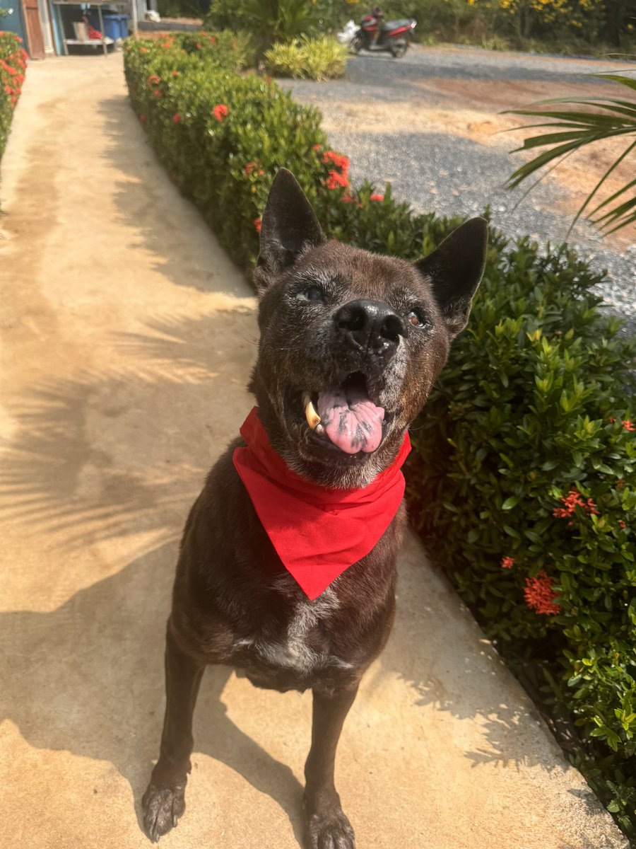 Dogs only live in the moment which is what Big Mac is doing. 

He says life is too good here now and that he is going to live forever. 

Have a lovely Sunday ❤️ (7/7)