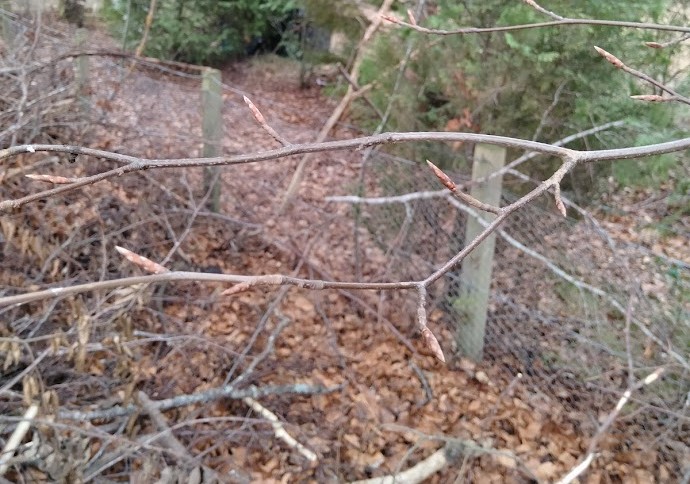 I love the beech trees in my garden. At this time of year, as the leaf buds appear, the stark and sharp grey winter branches become softened, almost furred, with an auburn glow.