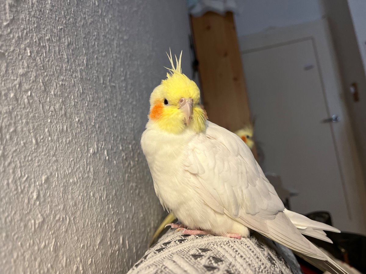 we sits on sofa 🐥🐥