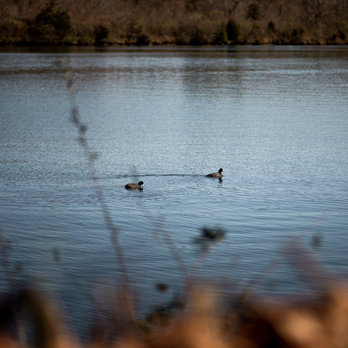 Discover the serene beauty of Oak Ridge, TN, this winter 🏞️❄️. With its peaceful waterfronts and scenic trails, it's a winter wonderland waiting to be explored.