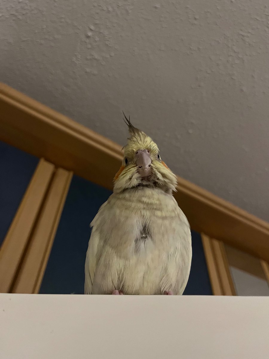 front facing bird alert!!