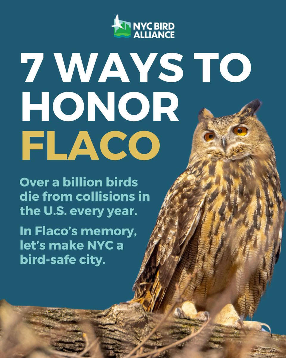Today, let's honor #Flaco by working together! 🦉🧡
Flaco brought national attention to the second-leading cause of bird mortality in the US—building collisions.
➡️ Retweet the ways that YOU will help make NYC a bird-safe city!