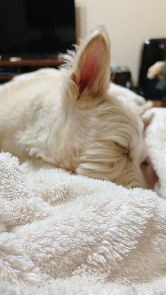 komugiScottish1's tweet photo. 人の足の上で寝る犬。可愛すぎて動けないです。
#スコティッシュテリア
#犬がいる幸せ https://t.co/oTenlNo6lj