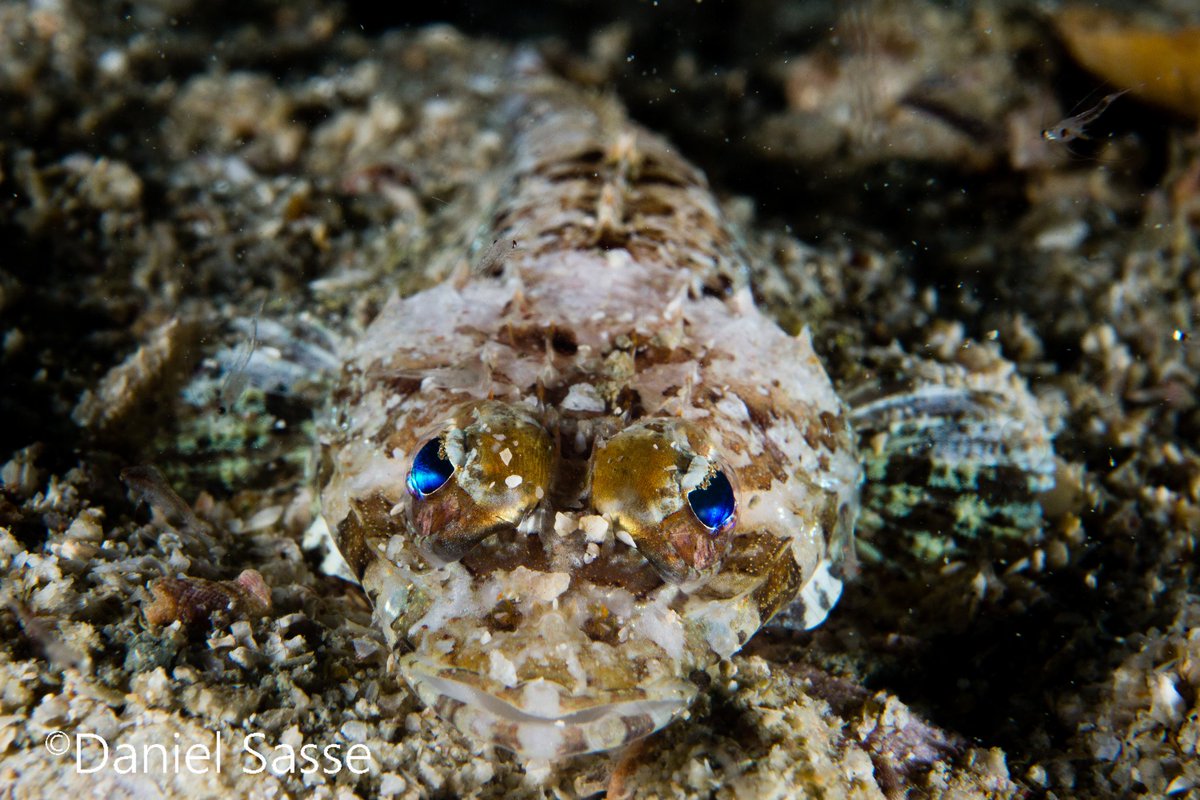 DanielSasse3's tweet photo. Blue eyed juvenile crocodile fish.
Taken by #Underwaterphotographer #DanielSasse
#natgeoyourshot #Scubadiving #Ouroceans #Underwaterphotography #natgeo #nature #uwpic #underwaterlife #natgeowild #blueplanet #scubashooter https://t.co/eMmWjFlneg