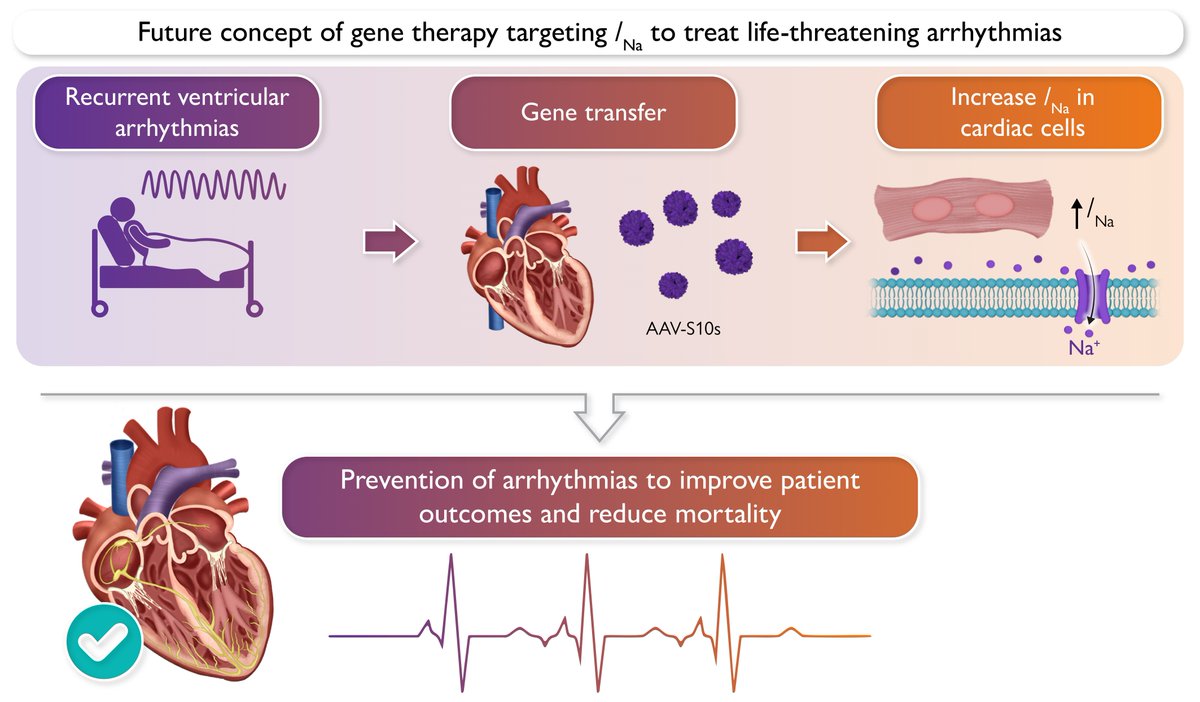 EHJ Editor-in-Chief (@ehj_ed) on Twitter photo Gene therapy offers a long-term solution for ventricular arrhythmias. Moving beyond proof-of-concept, could this be a game-changer in arrhythmia treatment? Read more in #EHJ.
doi.org/10.1093/eurhea…
#gene #arrythmias #cardiotwitter <a href="/ESC_Journals/">European Society of Cardiology Journals</a> <a href="/escardio/">European Society of Cardiology</a> Gene therapy offers a long-term solution for ventricular arrhythmias. Moving beyond proof-of-concept, could this be a game-changer in arrhythmia treatment? Read more in #EHJ.
doi.org/10.1093/eurhea…
#gene #arrythmias #cardiotwitter <a href="/ESC_Journals/">European Society of Cardiology Journals</a> <a href="/escardio/">European Society of Cardiology</a>