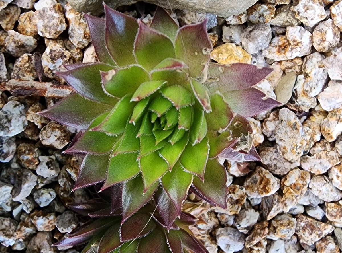 qpghp's tweet image. #다육이