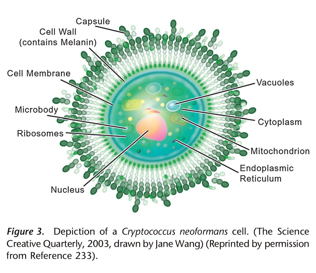 alb_giraldo's tweet image. These radiotrophic #fungi apparently use the pigment #melanin to convert gamma radiation and include a species well known in medicine: #Cryptococcus neoformans. Curiously, the cyclic adenosine 5-monophosphate/protein kinase A signaling pathway that regulates melanin formation and…