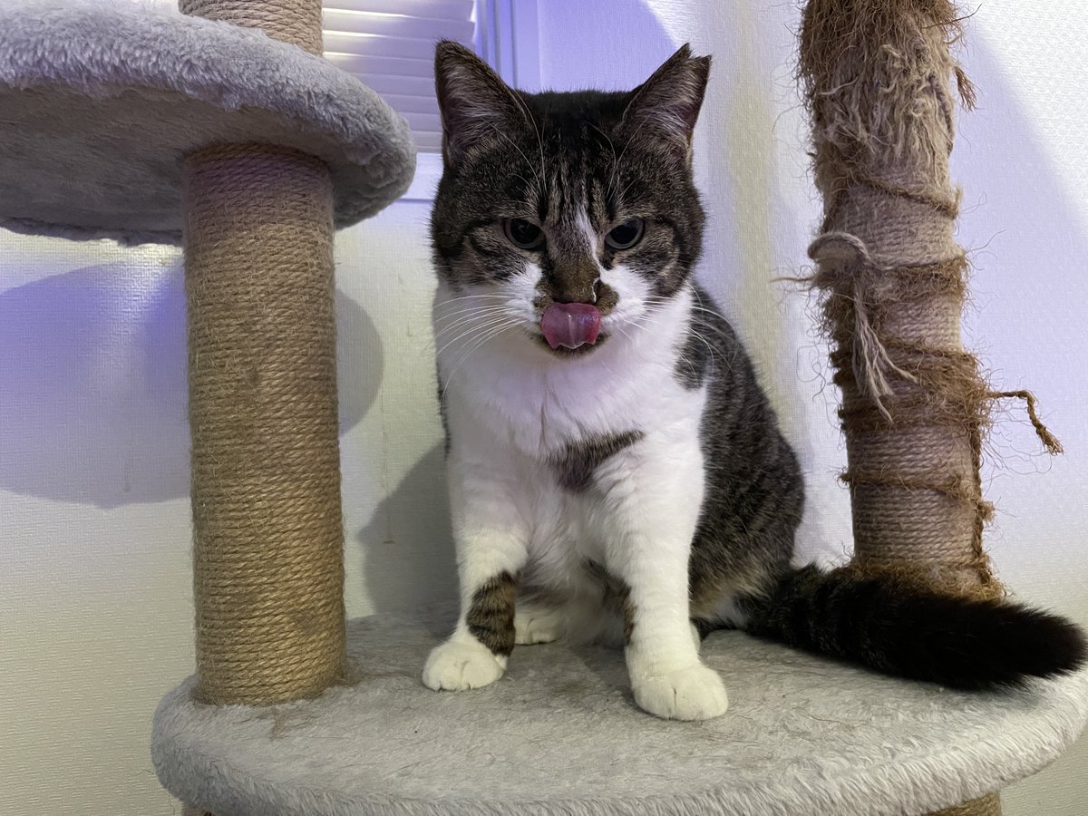 遅ればせながら猫の日
 #ザインとニヒト