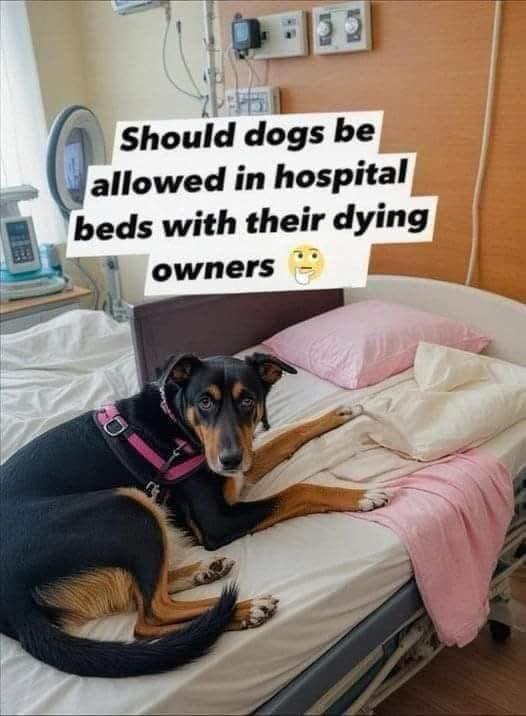 𝕏 Dogs tweet media