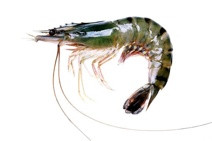 Malam mootss aku kemungkinan bakal pindah akun ada yang mau diangkut???