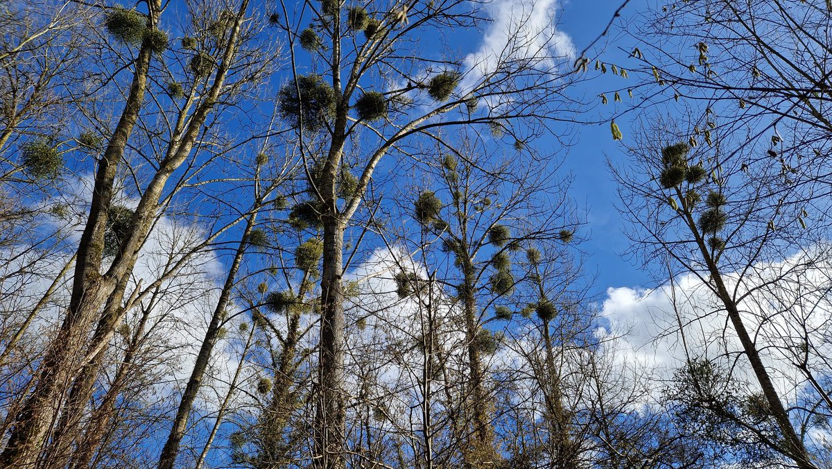 ThomasDeRijdt's tweet photo. #vrtweer #silsombos #kortenberg 14 graden https://t.co/YzE01Qb3Dl