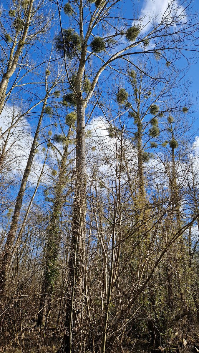 ThomasDeRijdt's tweet photo. #vrtweer #silsombos #kortenberg 14 graden https://t.co/YzE01Qb3Dl