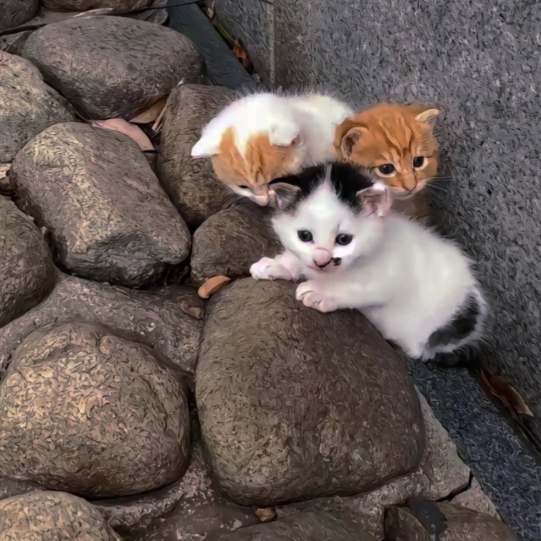 Should I bring them home?