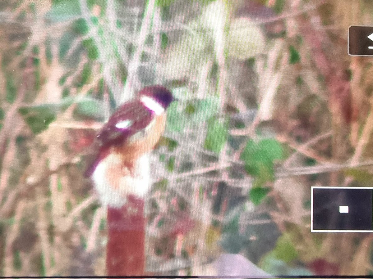 Green by Name (@greenbyname1) on Twitter photo Male Stonechat @greenwicheco this morning. <a href="/LondonBirdClub/">London Bird Club</a> #londonbirds <a href="/WildGreenwich/">Greenwich Wildlife</a> <a href="/TCVtweets/">The Conservation Volunteers (TCV)</a> <a href="/David_Llew/">David Gardner 🇪🇺🇬🇧🌍🇺🇦</a> <a href="/GreenGreenwich/">Greenwich Green Party</a> <a href="/wobblygreen/">conrad ellam</a> <a href="/GazDillon/">Gary P Dillon</a> <a href="/BELLEGREENWICH/">Karin Tearle</a> <a href="/stormcabbirds/">stormcabbirds</a> <a href="/EastGCllrs/">East Greenwich Councillors</a> <a href="/dscottmcdonald/">Denise Scott-McDonald</a> <a href="/Will_nicholas/">Nick Williams</a> <a href="/BirdTrack/">BirdTrack</a> <a href="/Natures_Voice/">RSPB</a> <a href="/joe_beale/">Joe Beale</a> Male Stonechat @greenwicheco this morning. <a href="/LondonBirdClub/">London Bird Club</a> #londonbirds <a href="/WildGreenwich/">Greenwich Wildlife</a> <a href="/TCVtweets/">The Conservation Volunteers (TCV)</a> <a href="/David_Llew/">David Gardner 🇪🇺🇬🇧🌍🇺🇦</a> <a href="/GreenGreenwich/">Greenwich Green Party</a> <a href="/wobblygreen/">conrad ellam</a> <a href="/GazDillon/">Gary P Dillon</a> <a href="/BELLEGREENWICH/">Karin Tearle</a> <a href="/stormcabbirds/">stormcabbirds</a> <a href="/EastGCllrs/">East Greenwich Councillors</a> <a href="/dscottmcdonald/">Denise Scott-McDonald</a> <a href="/Will_nicholas/">Nick Williams</a> <a href="/BirdTrack/">BirdTrack</a> <a href="/Natures_Voice/">RSPB</a> <a href="/joe_beale/">Joe Beale</a>