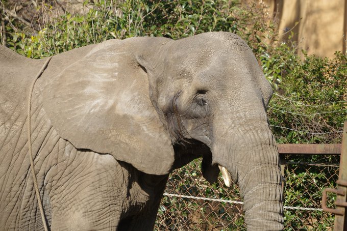 Picture of elephant
