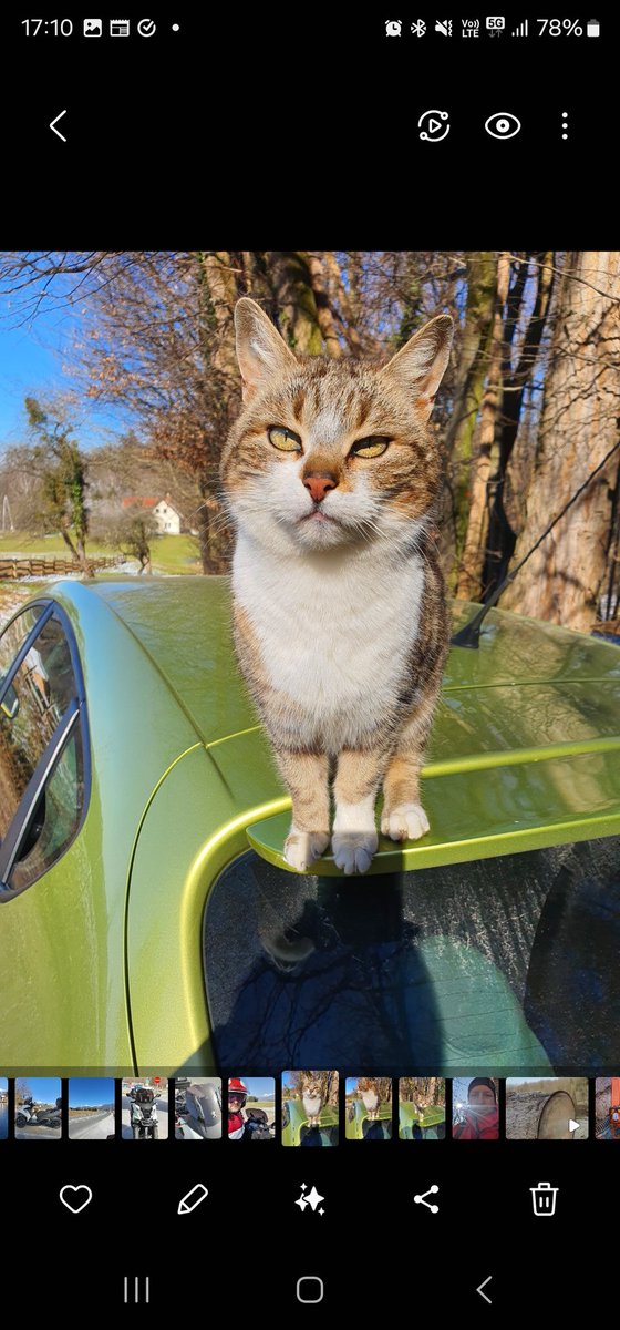 <a href="/LU27455718/">LU</a> my favorite kitty on my car🐈......ooohhh that look of hers - 
I love it❤️