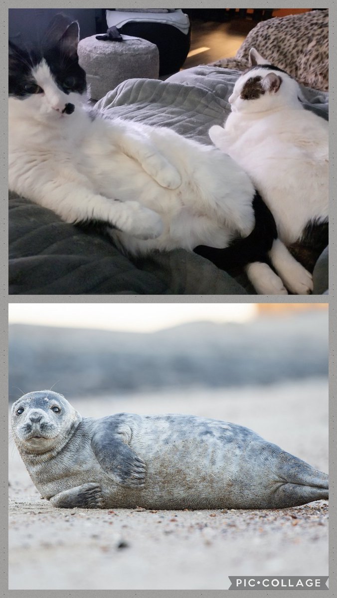 liekwegman's tweet photo. Zoek de verschillen. 
Melvin de zeehond/kat😂😂
#Melvin #asielbroers #zeekat #CatsLover https://t.co/xLMZqwP66Q