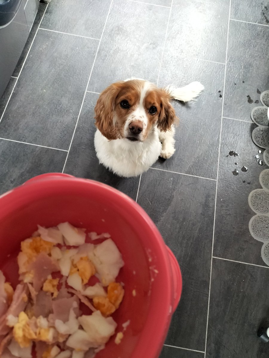 JaniceChainey's tweet photo. Poached egg and ham this morning 🤤 hoomum says she doesn't need to wash my bowl as I've already done it 😂 #dogsofX https://t.co/Qd5lPdUoF4