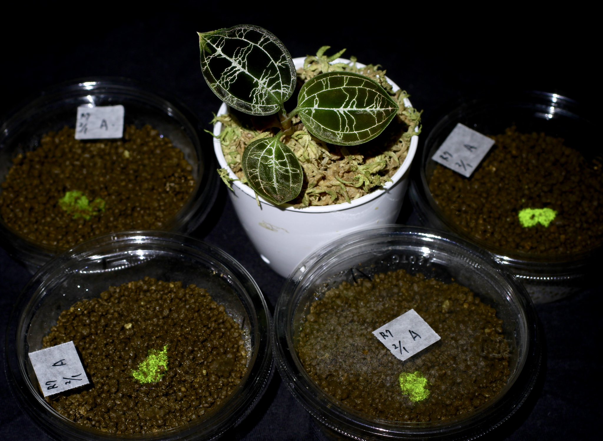 ヒカリゴケ C ヒカリゴケ - Search / X