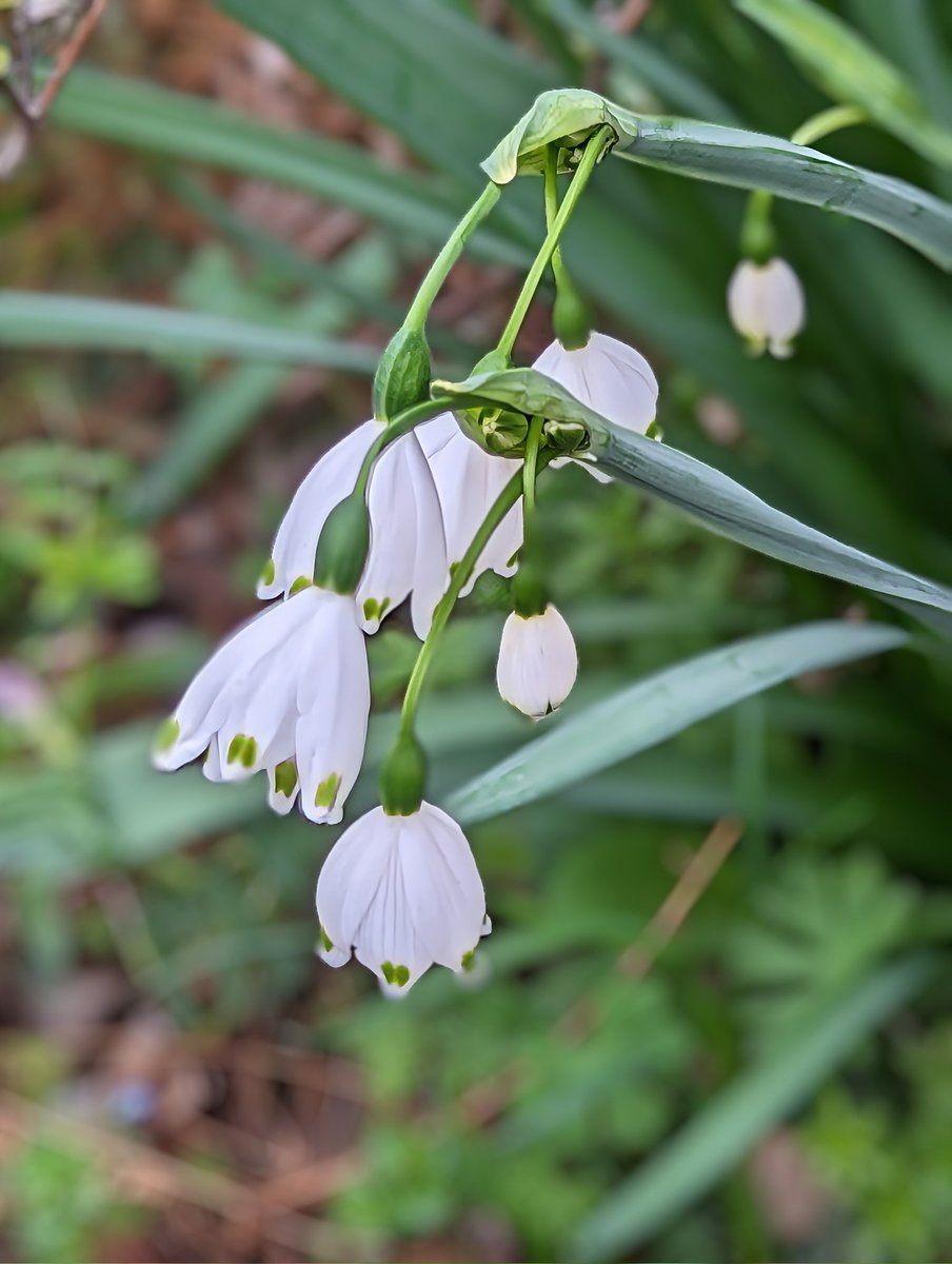 #TLを花でいっぱいにしよう 
#Flowers
おやすみなさい😌🎶🏡
今日も一日イイネやリポストを
ありがとうございました🍀
Good night🌃

　　2月23日誕生花
　　　　　鈴蘭水仙(スズランスイセン)
　　　　　　  Summer snowflake
　　　　　　　(スノーフレーク)
#NoWars