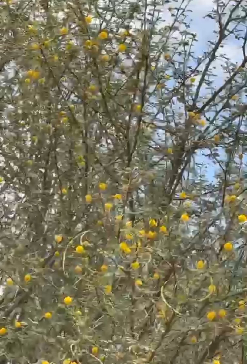 السلام البري Acacia ehrenbergiana  رائحة زهورها مميزة وجميلة. بإذن الله راح استخلص زيتها العطري وأعمل أكورد كيميائي بنفس الرائحة وتسجيلها. وممكن التطبيق على بقية النباتات العطرية البرية المميزة.
