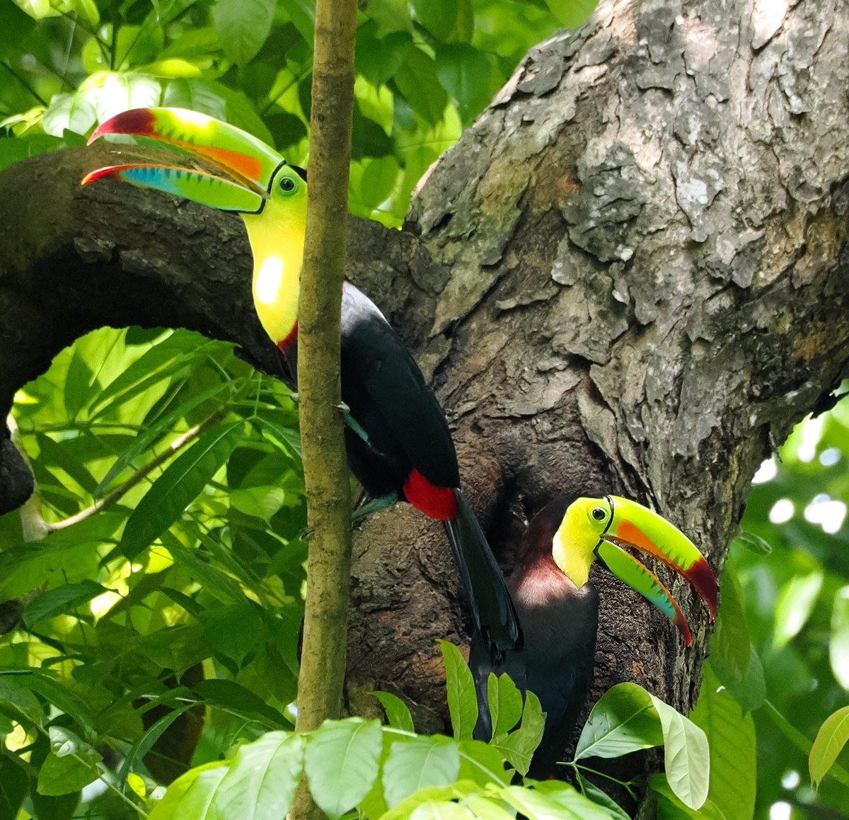 Wowza! We witnessed two pairs of Keel-billed Toucans battling over  preferred nest locations while walking up Ancon Hill in Panama City! Don't  you just love Toucans? 💛💚🖤 #Toucans #Panama #BirdsSeenIn2025, image size:1200x1158