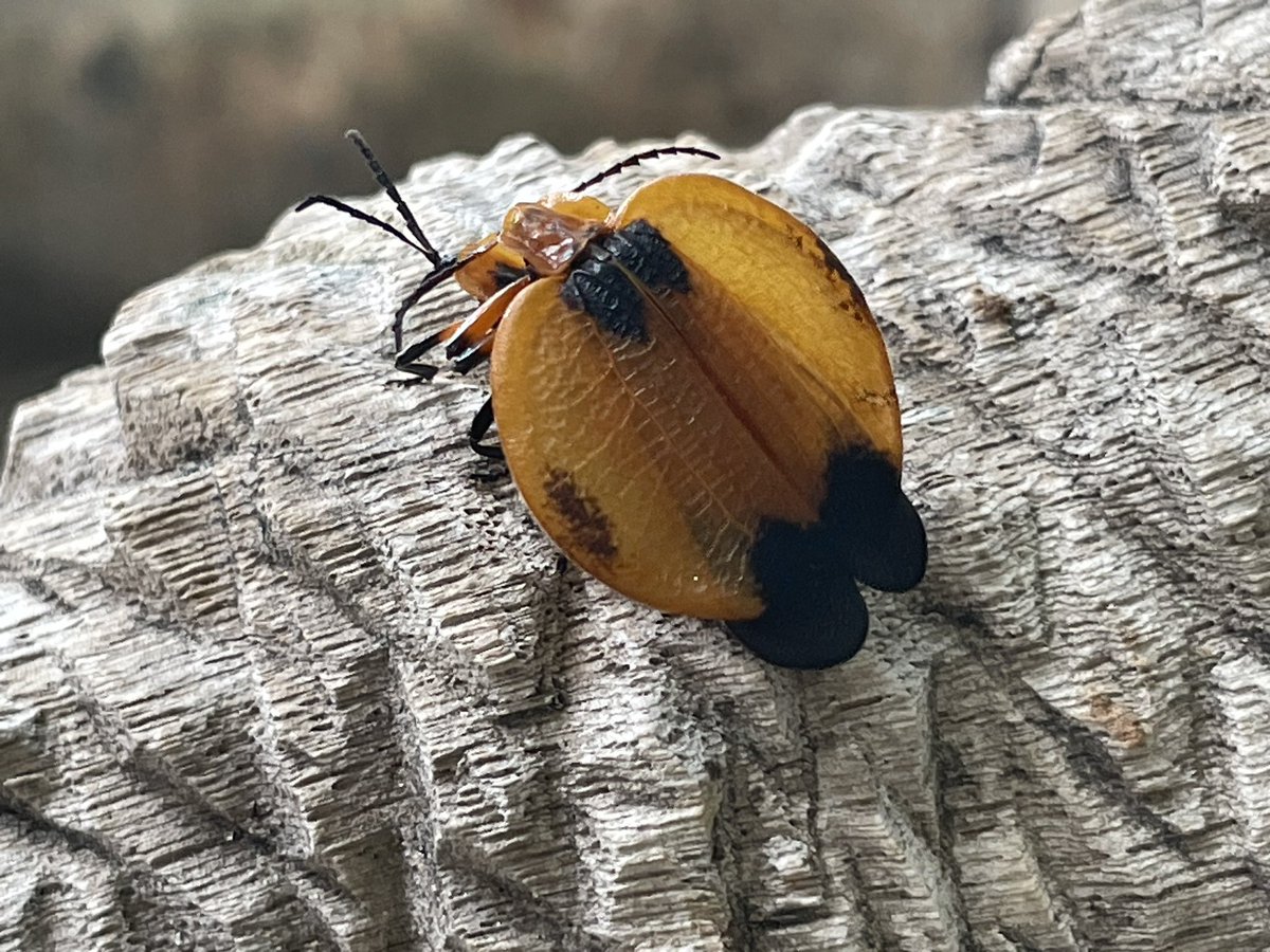 DrGGWilson's tweet photo. Love is in the air in northern #Botswana, even for the bugs! #OkavangoDelta https://t.co/5Sgoy8YvMO