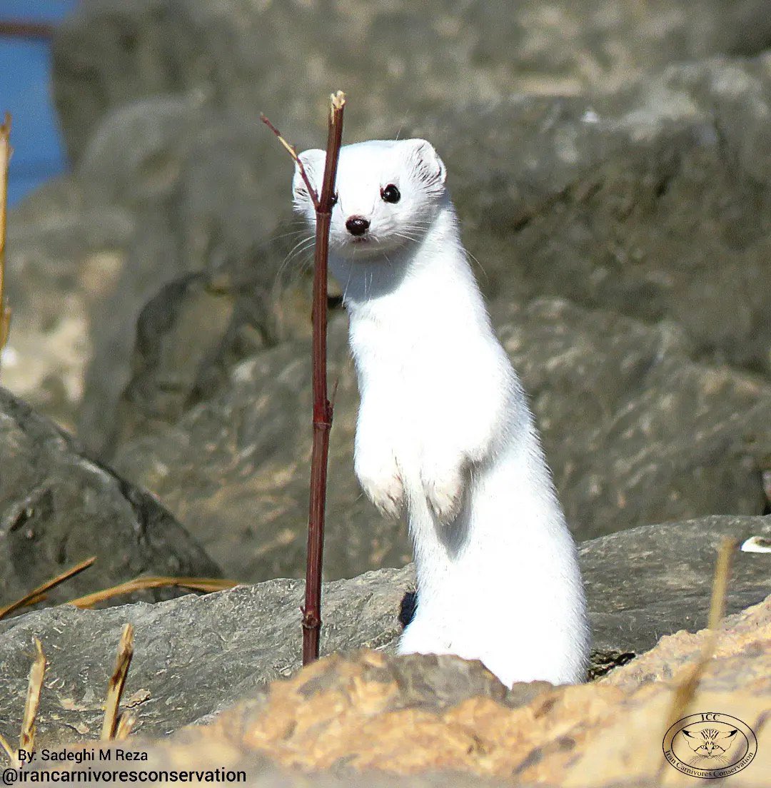 راسو، تالاب گندمان، چهار محال و بختیاری

عکس از محمدرضا صادقی