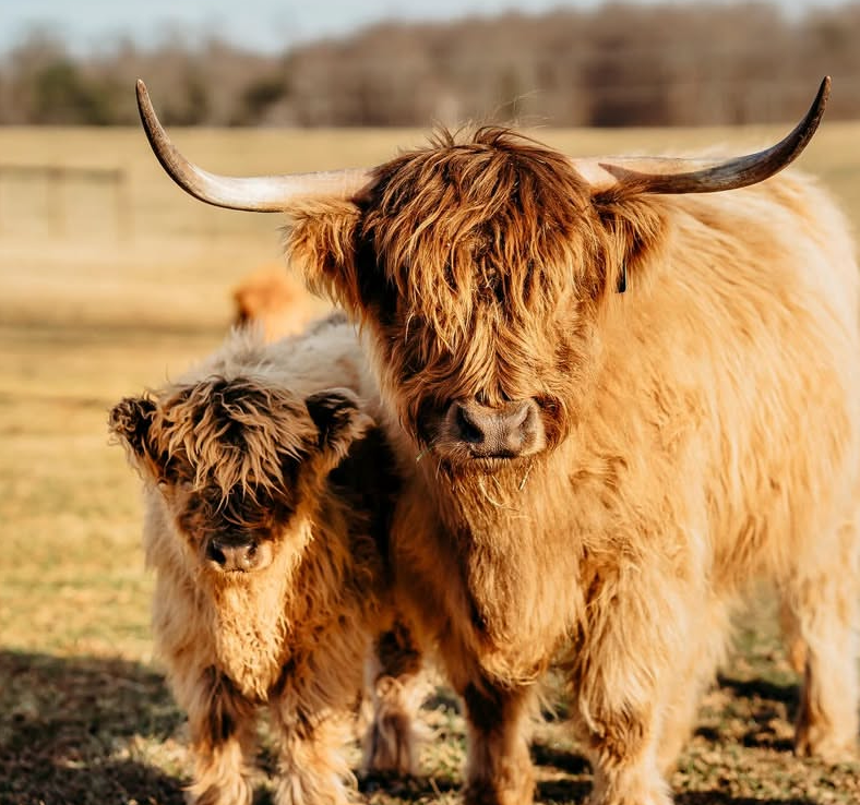 📅 27th February 2025
🐮 Gilly and Nellie
🏷️ Instagram/millcreekfarms.tn
💕 #animaloftheday