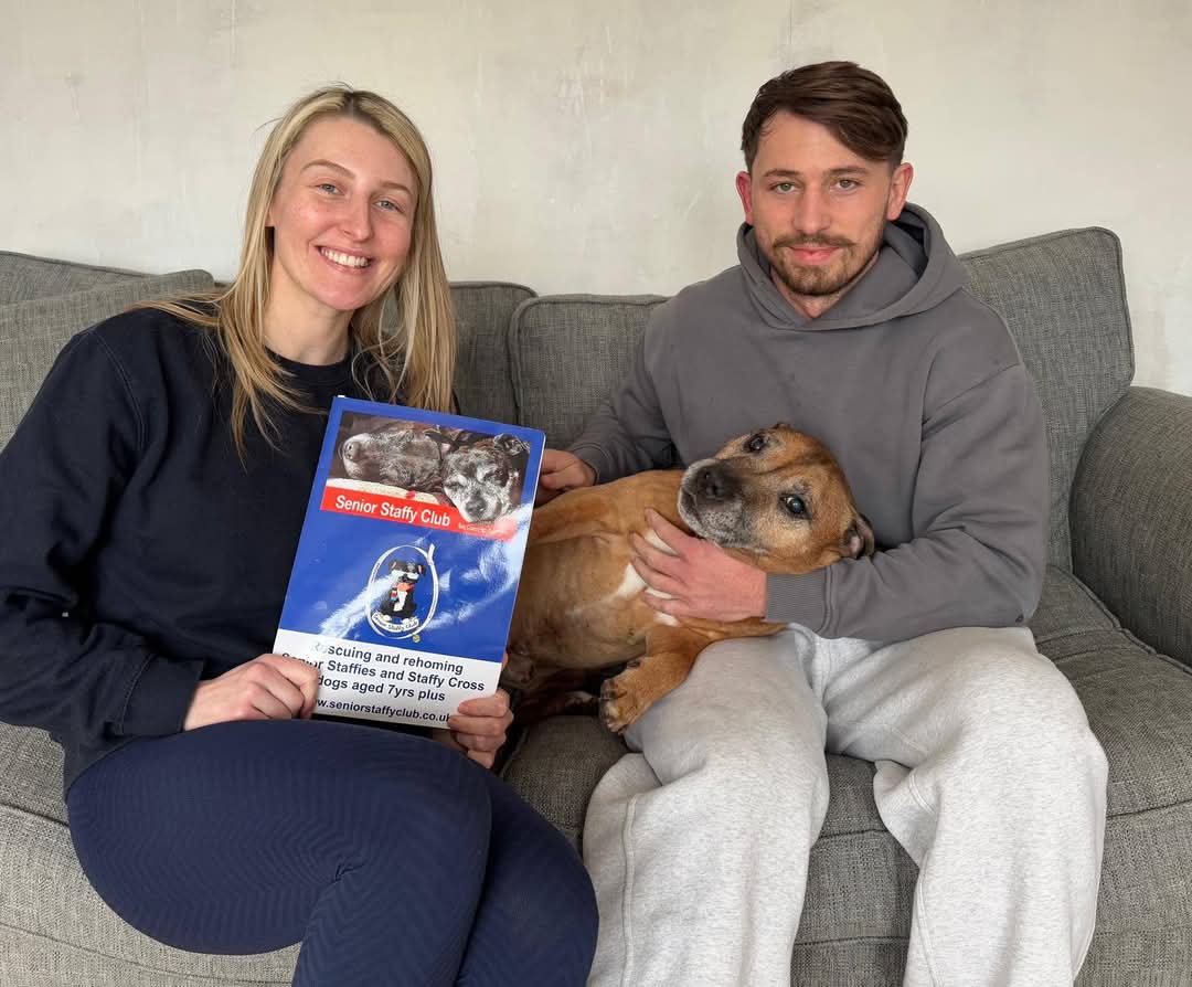 Senior Staffy Club Dog Rescue tweet media