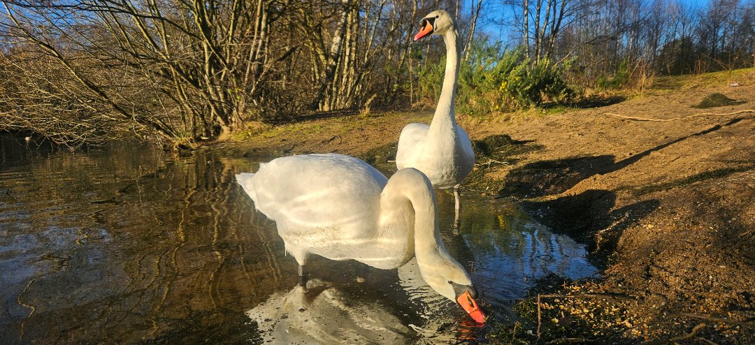 L278 &amp; L410 - Resident Pair on the Swanholme Lakes 🦢🤍🦢
#LincolnSwans

Photo Credit: Lincoln Swan Project Data Collector