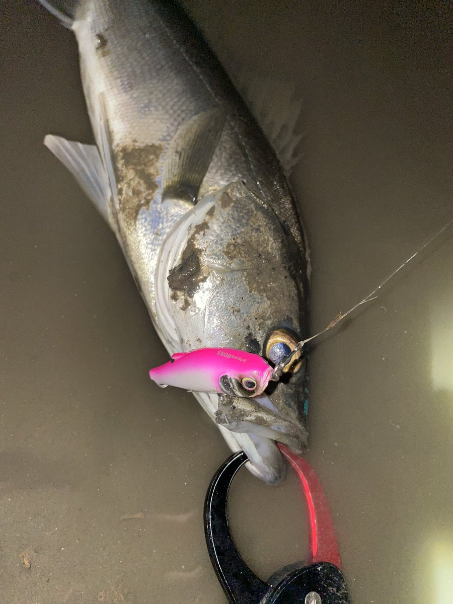 i0u_jl's tweet photo. ブレス60ss サウンドプラス!
リップ付きだと釣れなくて、外してみるかーと外したら釣れました👍
ヒフミルアーで初めて釣った!?かも
#外房シーバス
#hifumicreating
#Bless60ss https://t.co/LRqwfE6ZFm