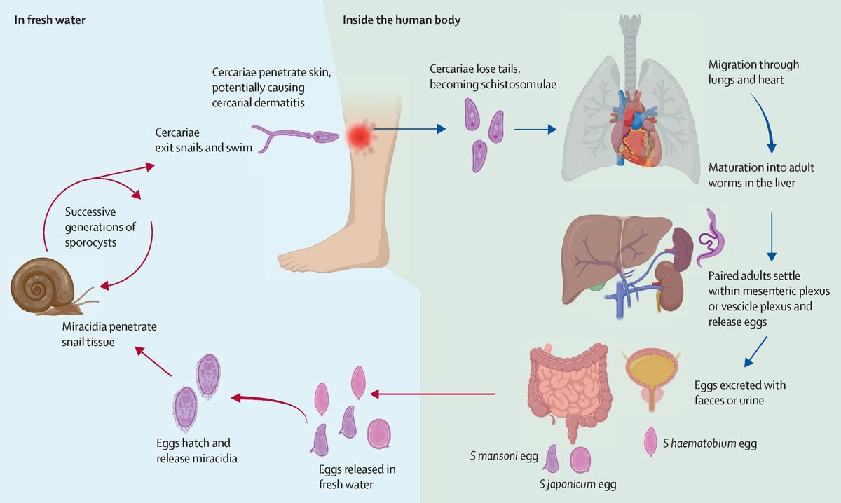 The Lancet tweet media