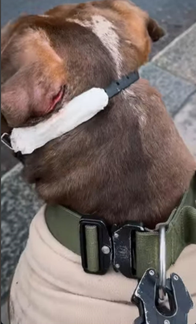 BullBreedForum's tweet photo. How many more times does this need to happen?

All Duke wanted to do was go for a walk, possibly like he has done many times before, however he was attacked by a dog that was of a breed with zero restrictions on it, his owner quite heroically threw himself on top of him as a means to protect him, then ended up getting his face bitten for his efforts, Duke was duly muzzled & he wasn't doing anything wrong, soon after that a passer by witnessed the incident of the out of control Alsatian attacking the duly muzzled, leashed & responsibly owned dog & reported 'an XL bully attack' as a result of this riot vans squad cars, 24 police officers, 4 of which were armed were sent after Duke, the police had blocked the road off too.

Luckily Dukes owner was responsible & didn't let him outside & one of the police officers was willing to hear his side of what was going on, however this all could have been avoided if the owner of the German dog had been responsible by muzzling & leashing their pet!

Images: coreyjay21 (instagram)