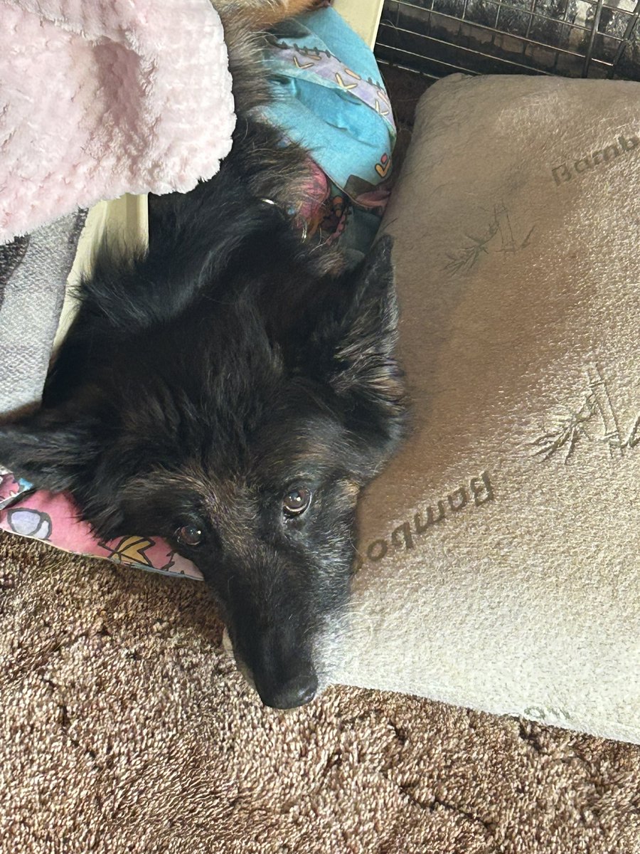 Reeddeerboy's tweet photo. Look at the cute bubba she just wants love 💕💕 https://t.co/kxew3o3eHp