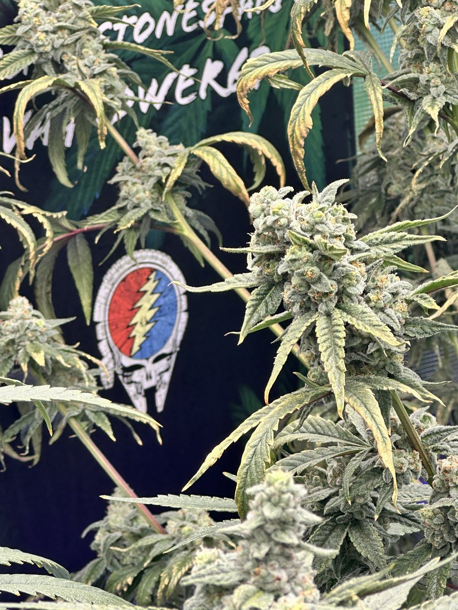 SticksNStones69's tweet image. Cafe Americano- Day 47 from @LitFarms