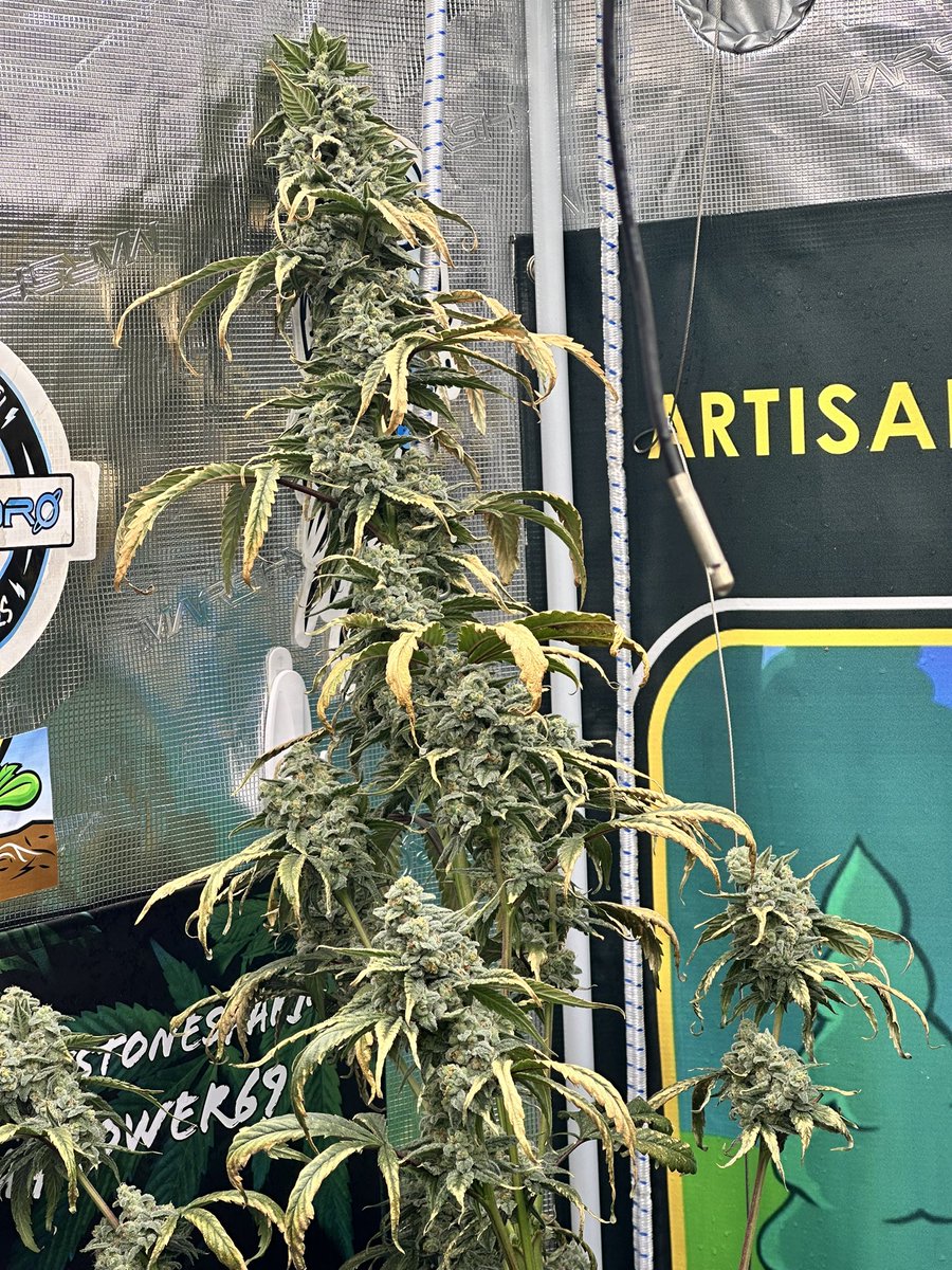 SticksNStones69's tweet image. Cafe Americano- Day 47 from @LitFarms