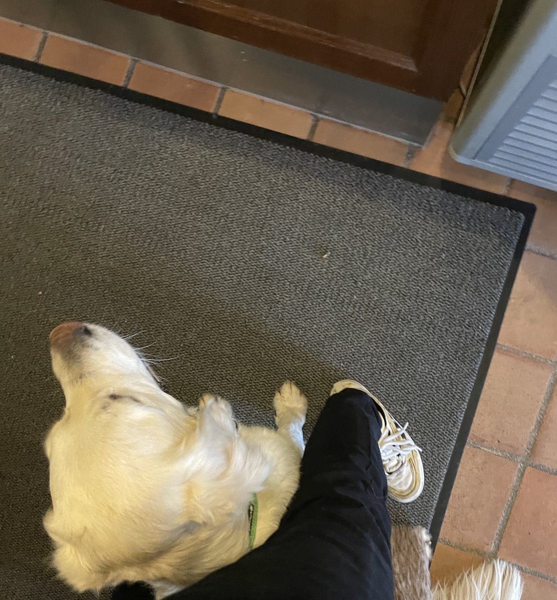 sleepylya's tweet photo. Der hund meiner chefin stellt sich jedes mal wenn ich komme zwischen meine beine sie ist so süß https://t.co/KiC3EMyiHW