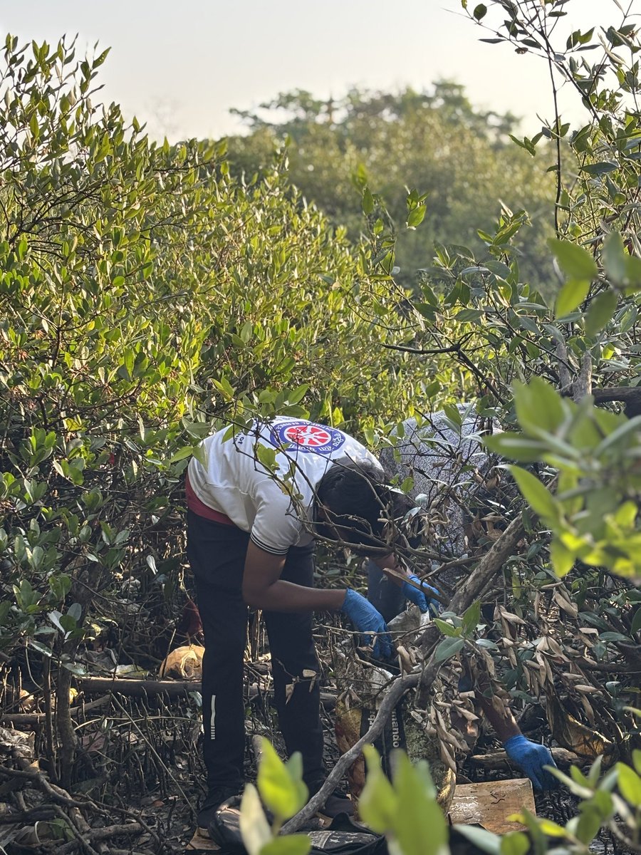 dharmeshbarai's tweet photo. Week 236 #MangrovesCleanupDrive
Mangroves are vital for our environment as they provide essential habitat for wildlife, protect coastlines from erosion, by restoring these natural wonders, we're ensuring a healthier future for both the planet & future generations.
#ClimateAction https://t.co/e7LDa9gtrj