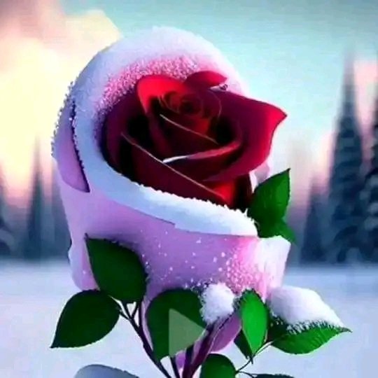 lahzak024's tweet photo. @AlwfaZym مساء الورد https://t.co/0fwecvvQ8M