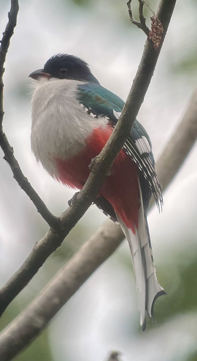 Our Cuba tour got us off to a satisfying start in 2025 with 25 of the 28 endemics seen plus a supporting cast of many wider Caribbean specialties, overwintering American wood-warblers and waders.  

Photo :  Cuban Trogan